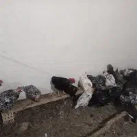 مرغ گلین|حیوانات مزرعه|بن, |دیوار