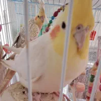 یک جفت عروس هلندی مولد