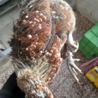 مرغ لری|حیوانات مزرعه|محلات, |دیوار