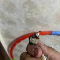 دوتاسهره نر|پرنده|تهران, گلستان (شهرک راه آهن)|دیوار