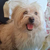 سگ شیتزو تریر|سگ|شیراز, شاهچراغ|دیوار