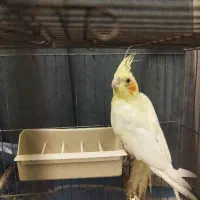 جوجه عروس هلندی