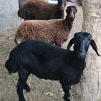 بره ماده هترو