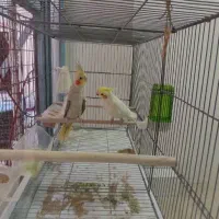 عروس هلندی