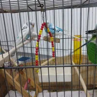 دو جفت مرغ عشق مولد و یک جفت فنچ معاوضه هم دارم