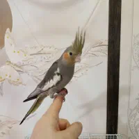 چهار عدد جوجه عروس تازه دونخور دستی|پرنده|محمدشهر, علی آباد گونه|دیوار