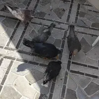 کبوتر نوک جمع|پرنده|رباط‌کریم, آدران|دیوار