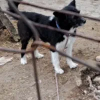 سگ باندرکولی