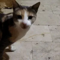 پیشی خوشکل عقیم شده واگذاری رایگان