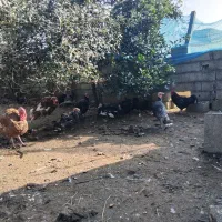 فروش کلی ۱۰ عدد بوقلمون|حیوانات مزرعه|رضوانشهر, |دیوار