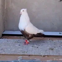 انواع کفتر جهرم|پرنده|شیراز, درکی|دیوار