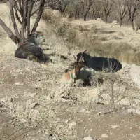 بز میش دوبر