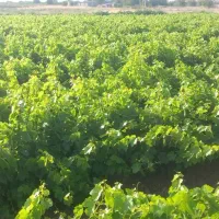 نهال انگور تاکستان|عمده‌فروشی|خرمدشت, |دیوار