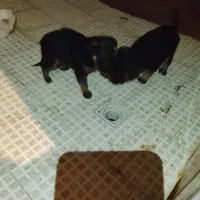 واگذاری سگ ژرمن|سگ|مشهد, کوشش|دیوار