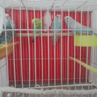 جفت بالغ|پرنده|گلبهار, شهر جدید گلبهار|دیوار