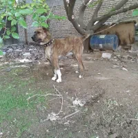 سگ نگهبان