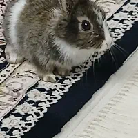 خرگوش بامزه