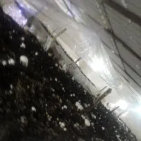 کود کمپوست برای کشاورزی هزینه نداره|خدمات باغبانی و درختکاری|سنندج, |دیوار