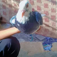 کبوتر ابلغ دم سفید|پرنده|صادق آباد, |دیوار