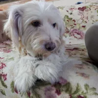 سگ تریر  پیدا شده|حیوانات|ری, دولت‌آباد|دیوار