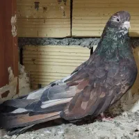 کفتر سرور نوک ریز