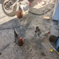 مرغ وخروس