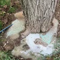 انجام کلیه امور باغبانی در کرج|خدمات باغبانی و درختکاری|کرج, فاز ۴ مهرشهر|دیوار