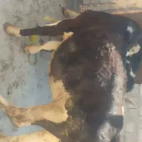 گوساله های خواس پسند
