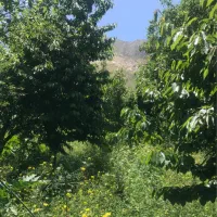 باغ-جاده-چالوس