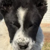 سگ آلابای ماده