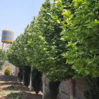 فروش باغ ۱۰۰۰ متری در ملوسجان|فروش زمین و ملک کلنگی|شیراز, حومه شیراز|دیوار