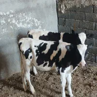 گوساله نر