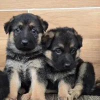 واگذاری سگ ژرمن شپرد ورک اصیل