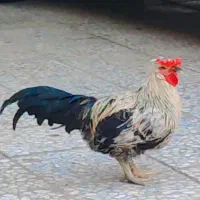 خروس