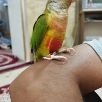 طوطی گرینچیک