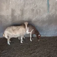 گوسفند