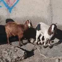 دوعدد بزغاله ماده کوک