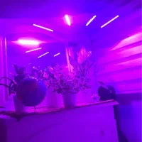 چراغ رشد گیاه 40 وات Quad Head|لامپ و چراغ|شهرضا, |دیوار