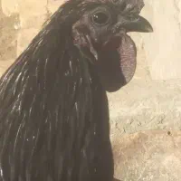 تخم ایام سمانی