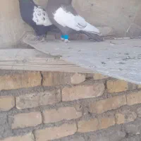 کفتره ببهونی بزن