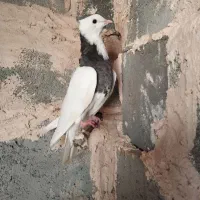 طوقی|پرنده|رودان, |دیوار