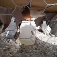 کبوتر،کفتر