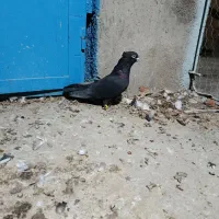 کفتر کلاغ بهبهانی پامیلی|پرنده|داراب, |دیوار