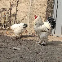 تخم نطفه دار برهما 80%