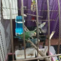 یک جفت طوطی برزیلی.      یک عدد عروس هلندی