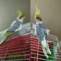 عروس هلندی ابلغ