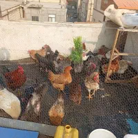 مرغ محلی وجوجه مرغ محلی جوان یکساله