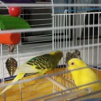 مرغ عشق|پرنده|دیواندره, |دیوار