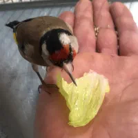 سهره|پرنده|دهگلان, |دیوار