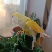 عروس هلندی لوتینو آهویی|پرنده|جغتای, |دیوار